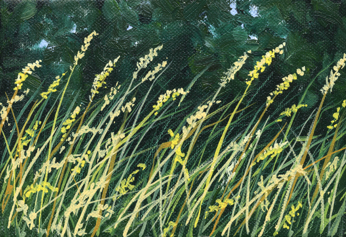 Sunlit Grasses
